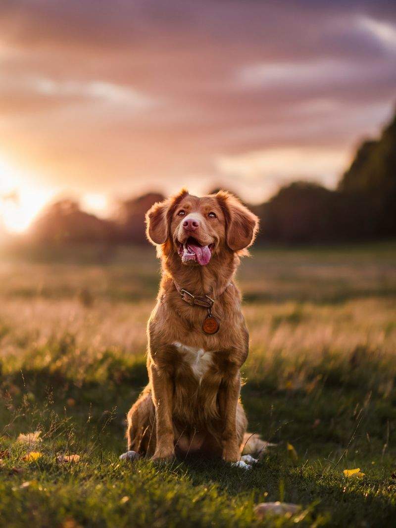 NordPaws Pet Care