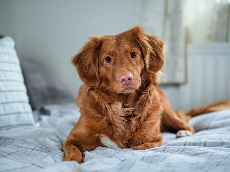 Why Regular Grooming Supports More Than Just Good Looks