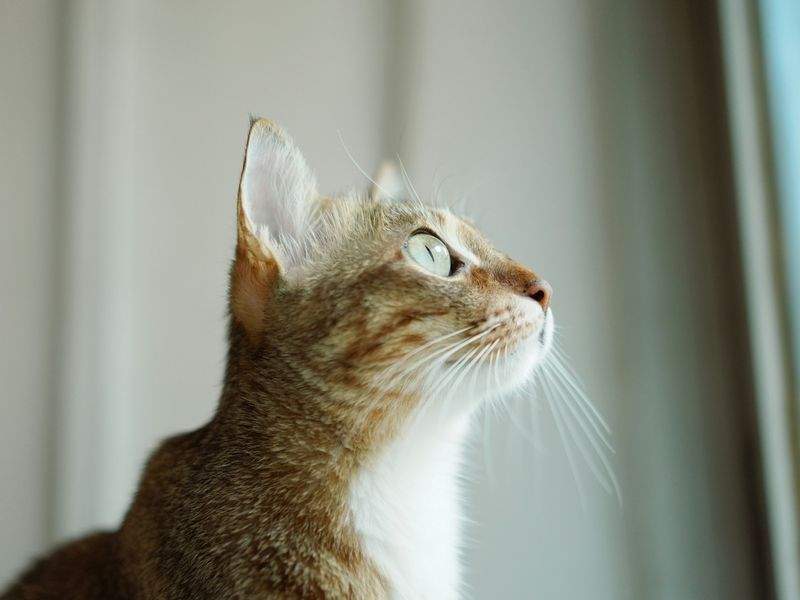 NordPaws Pet Care 10