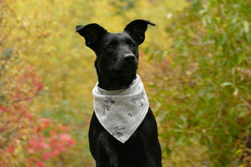 NordPaws Pet Care 14