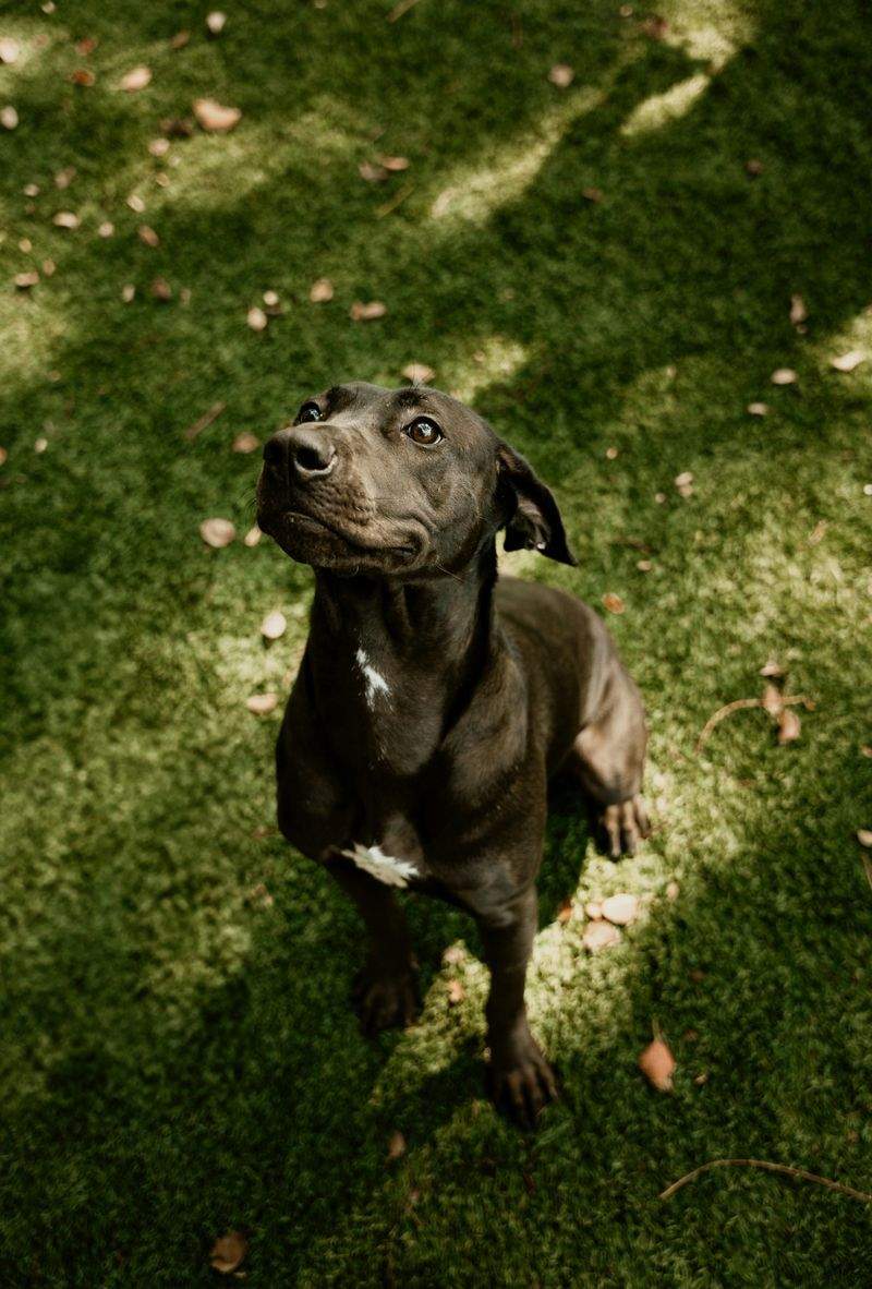 NordPaws Pet Care 4