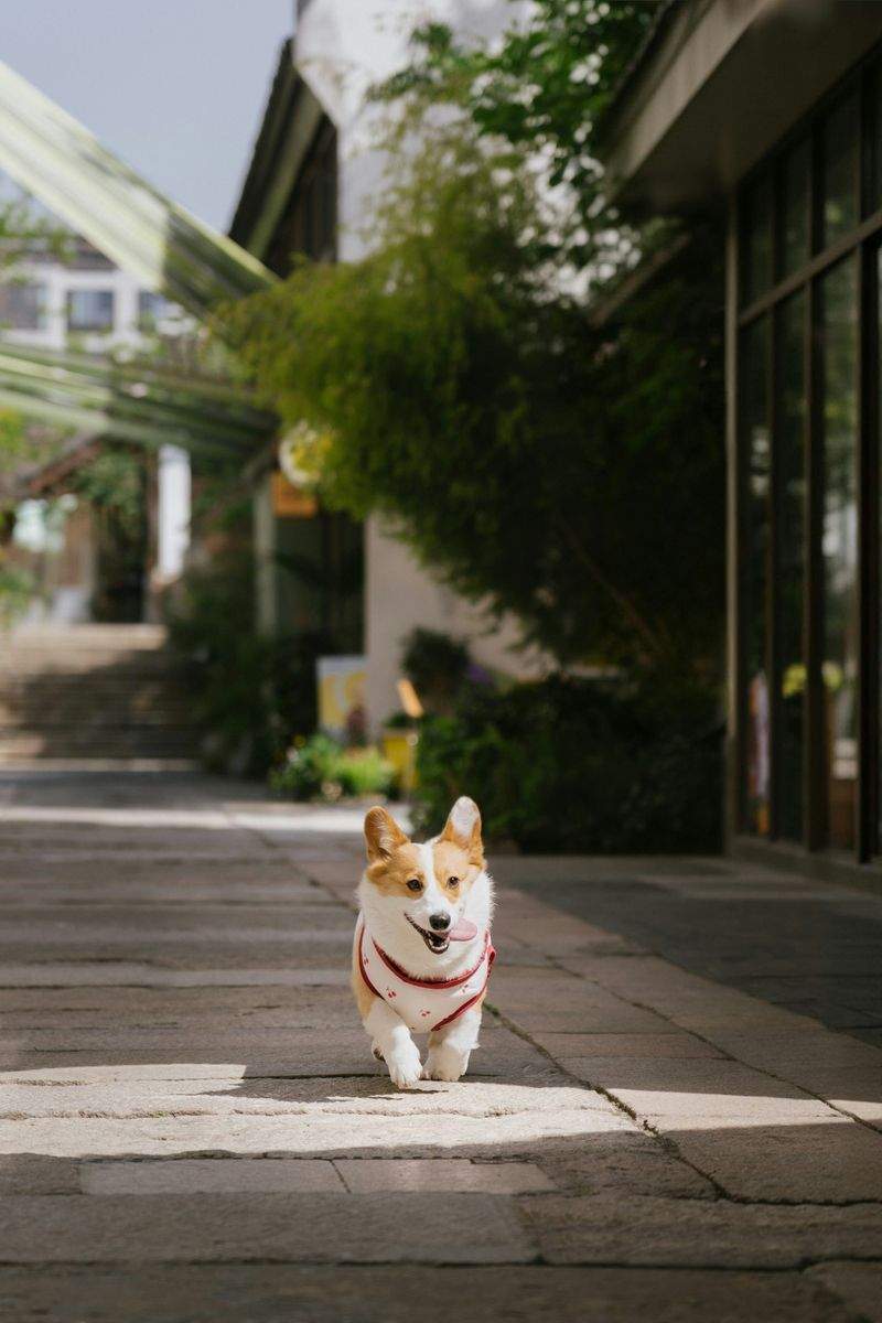 NordPaws Pet Care 8