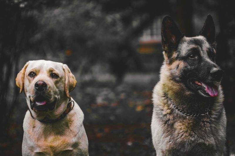 Dog grooming and coat care