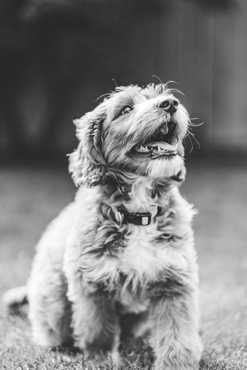 Pet daycare for dogs