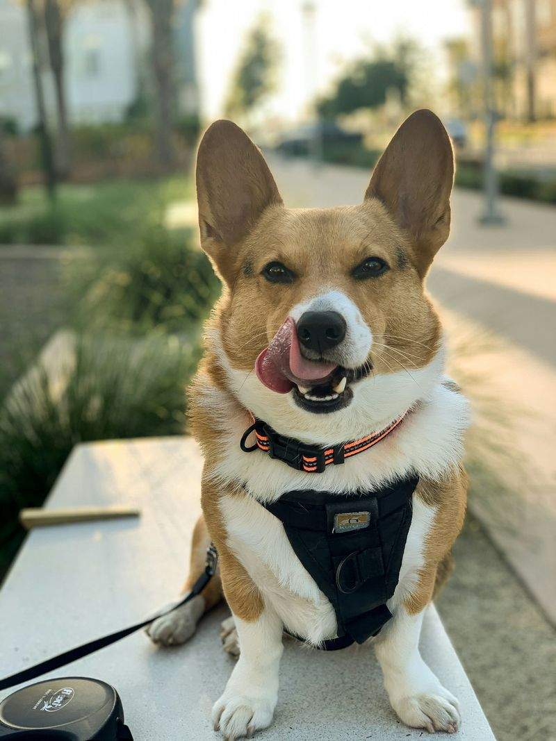 Nutritional guidance for pets