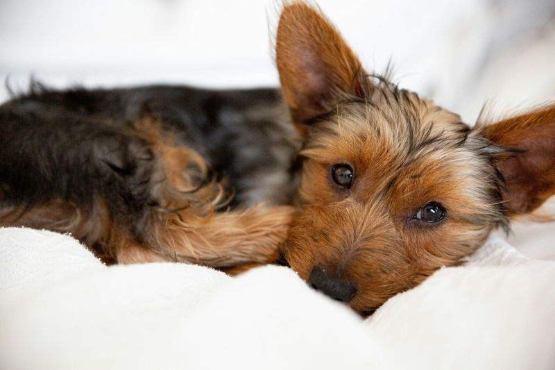 Basic pet training support